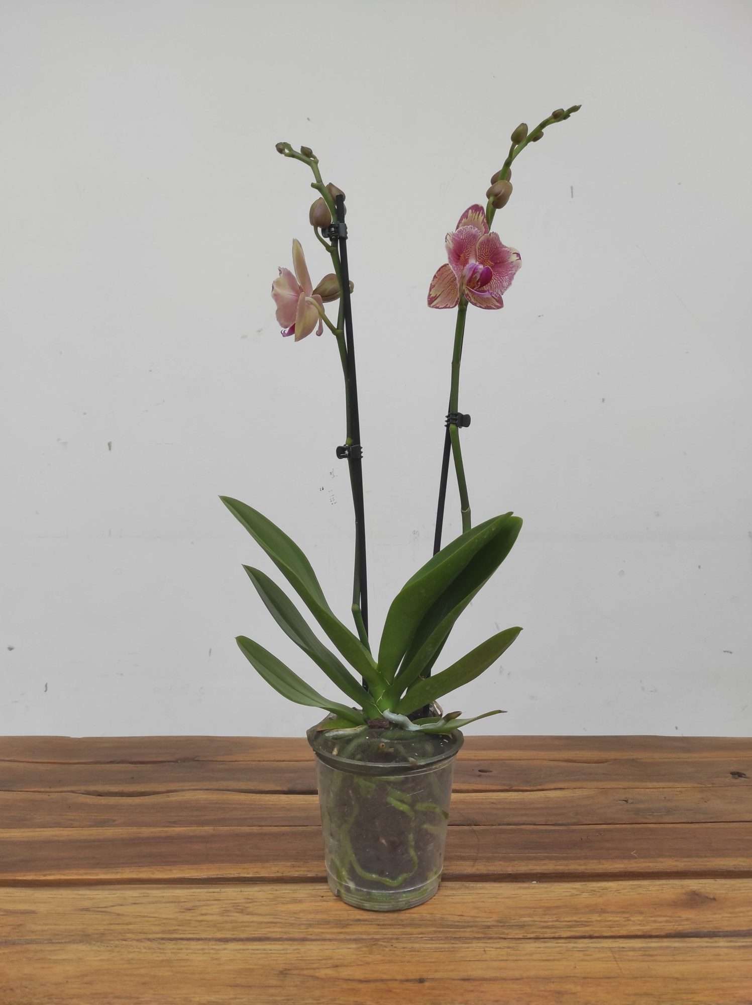 Phalaenopsis Floriclone Pirate Picotee Peloric - 2 Hastes - Image 2