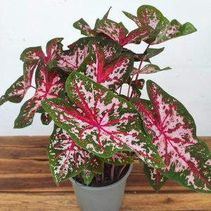 Caladium 'Carolyn Whorton'