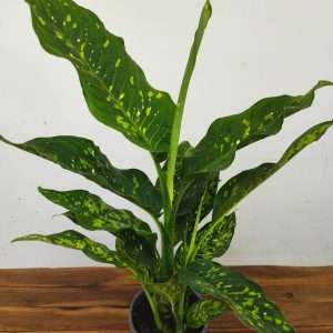 Dieffenbachia 'Spotty'