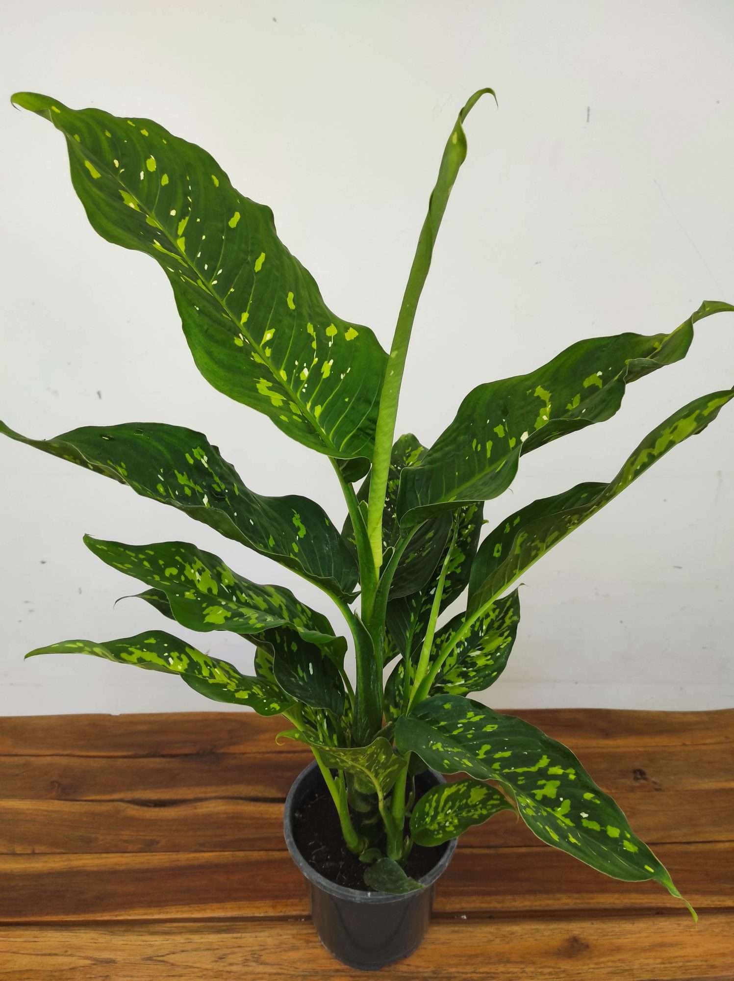 Dieffenbachia 'Spotty'