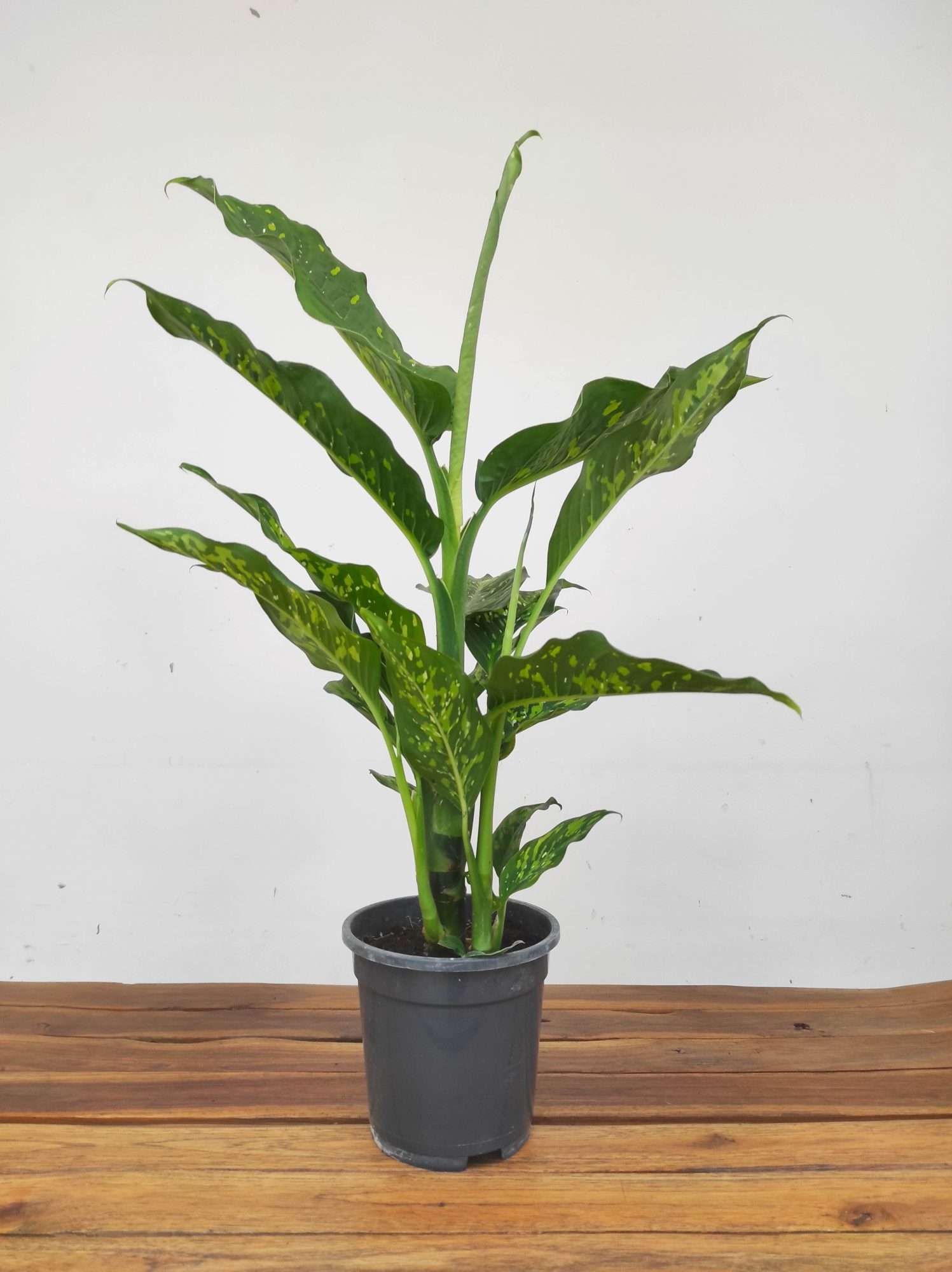 Dieffenbachia 'Spotty' - Image 2
