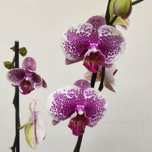 Phalaenopsis - 2 Hastes