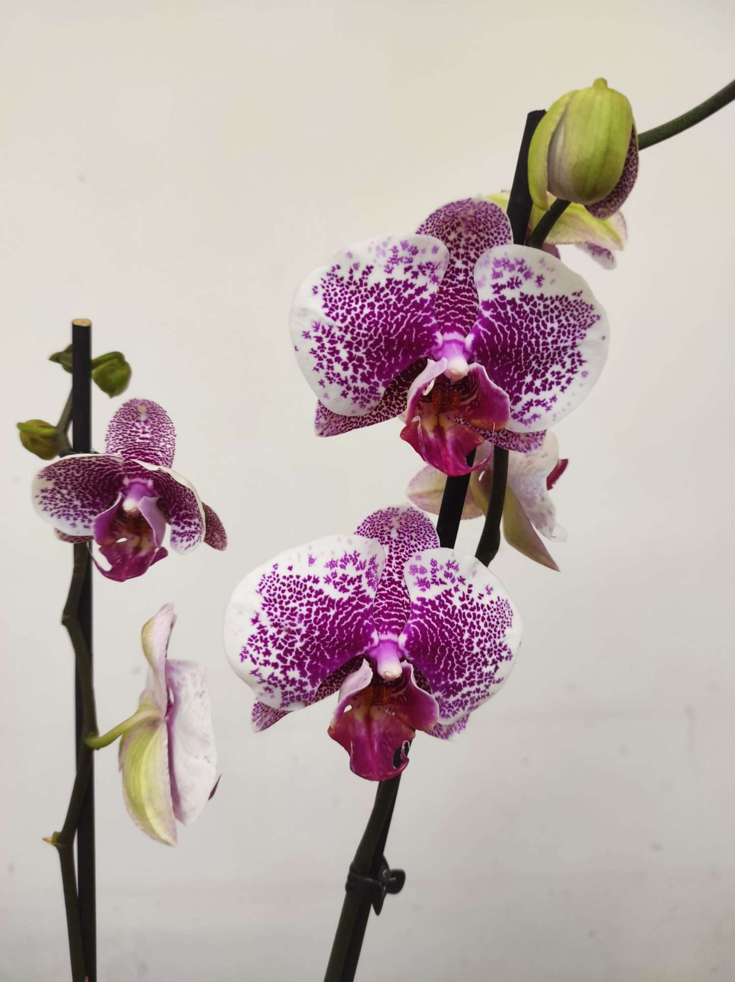 Phalaenopsis - 2 Hastes