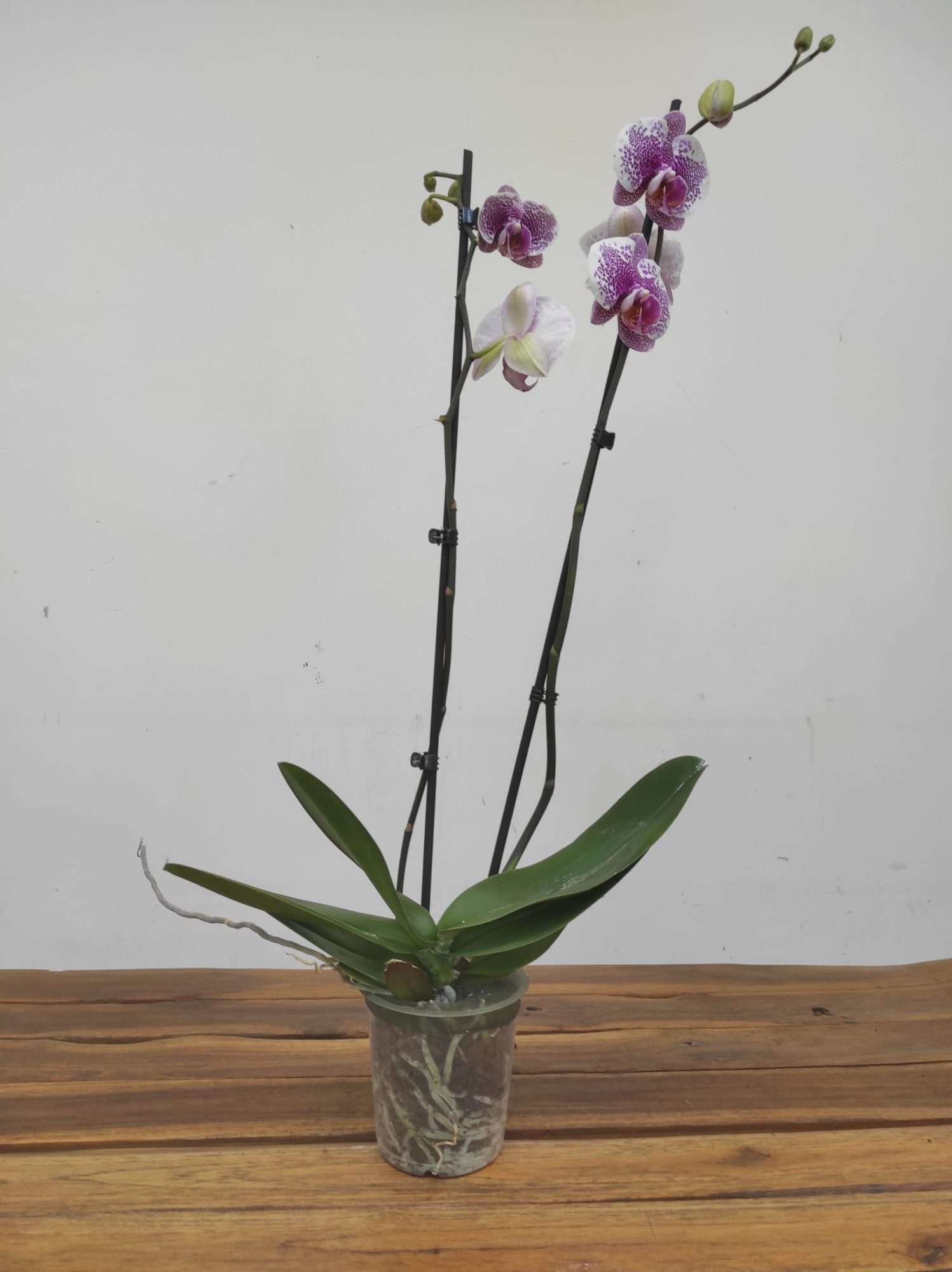 Phalaenopsis - 2 Hastes - Image 2