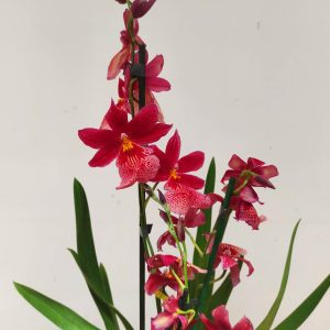 Burrageara Nellys Isler - Vermelho