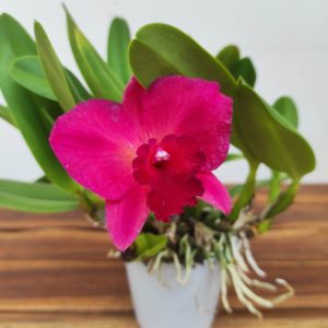 Cattleya V.12