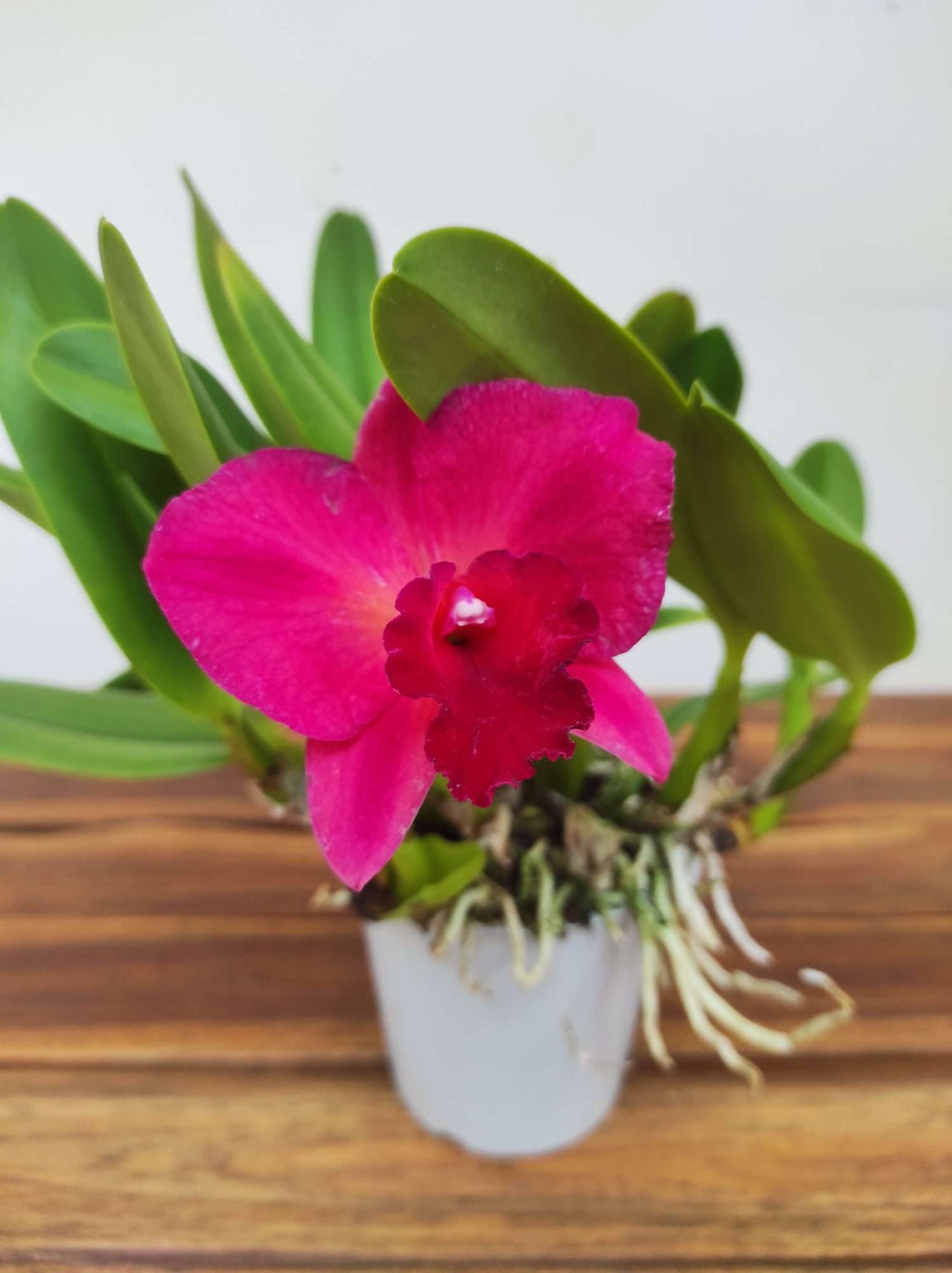 Cattleya V.12