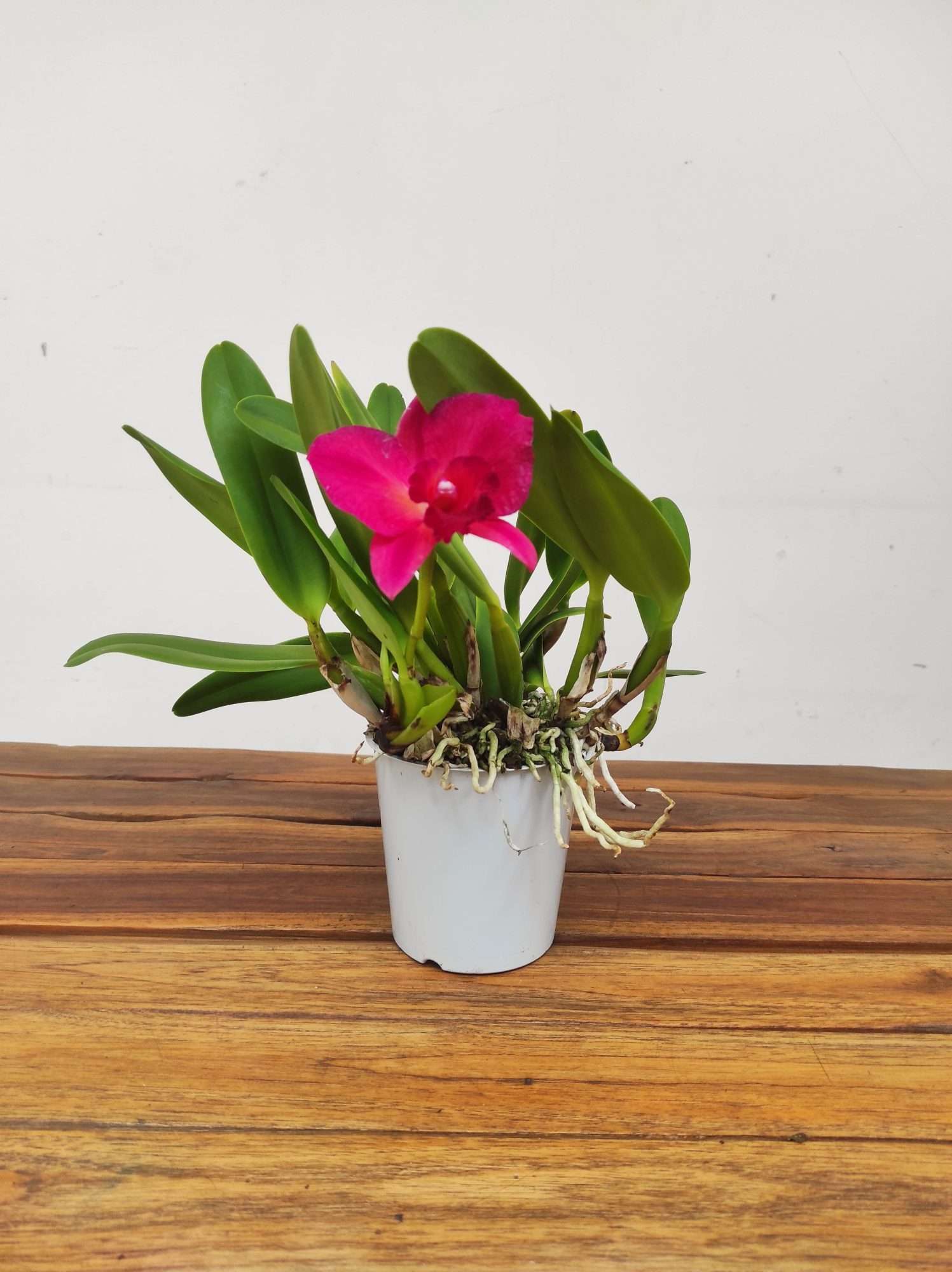 Cattleya V.12 - Image 2