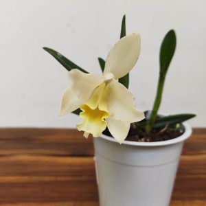 Cattleya V.12