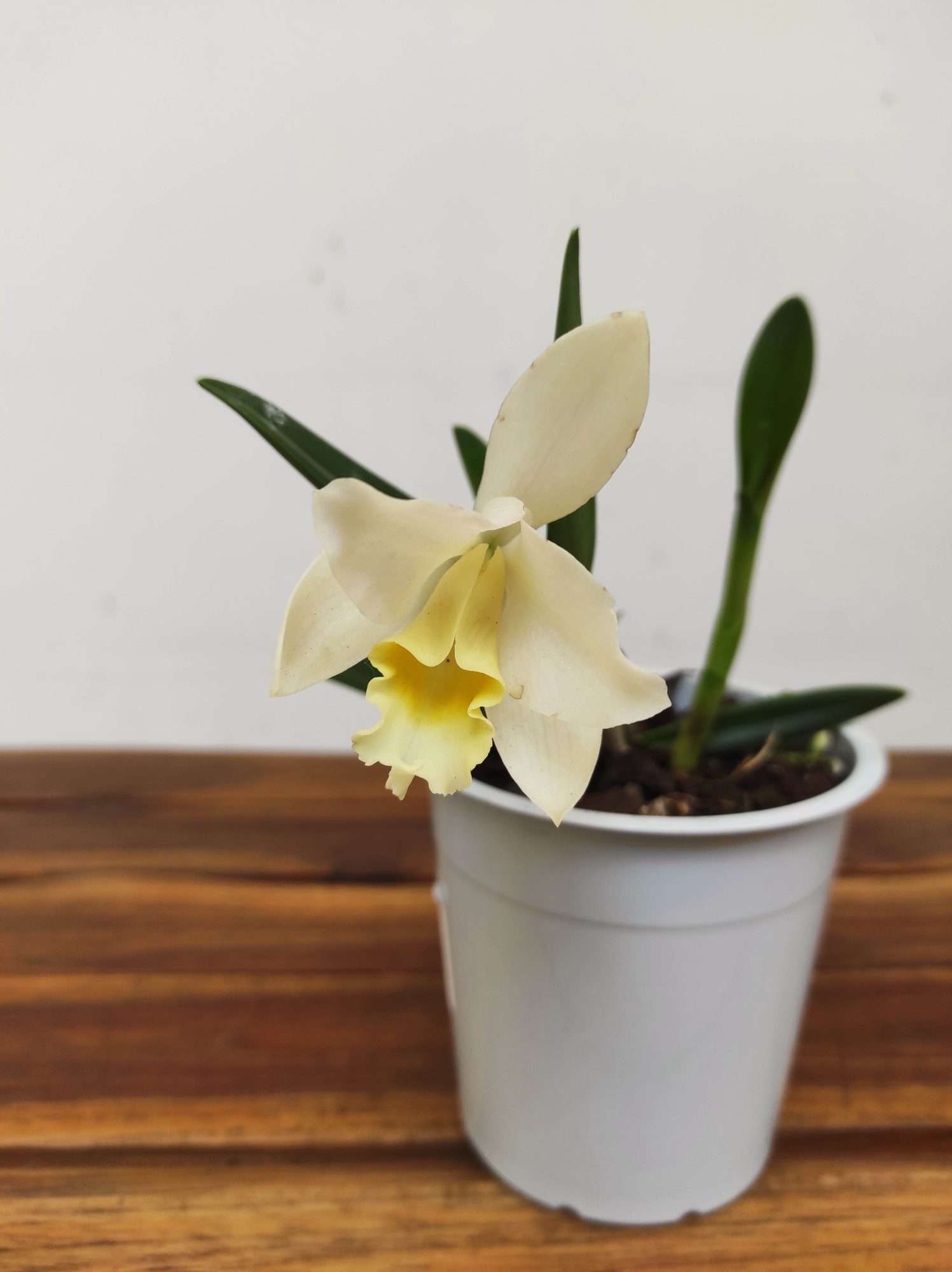 Cattleya V.12