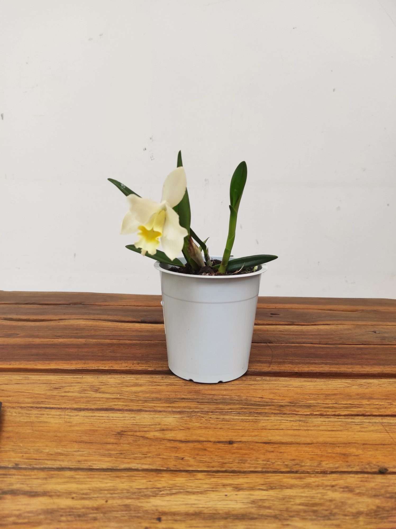 Cattleya V.12 - Image 2