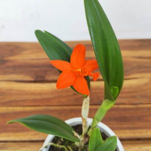 Cattleya V.12