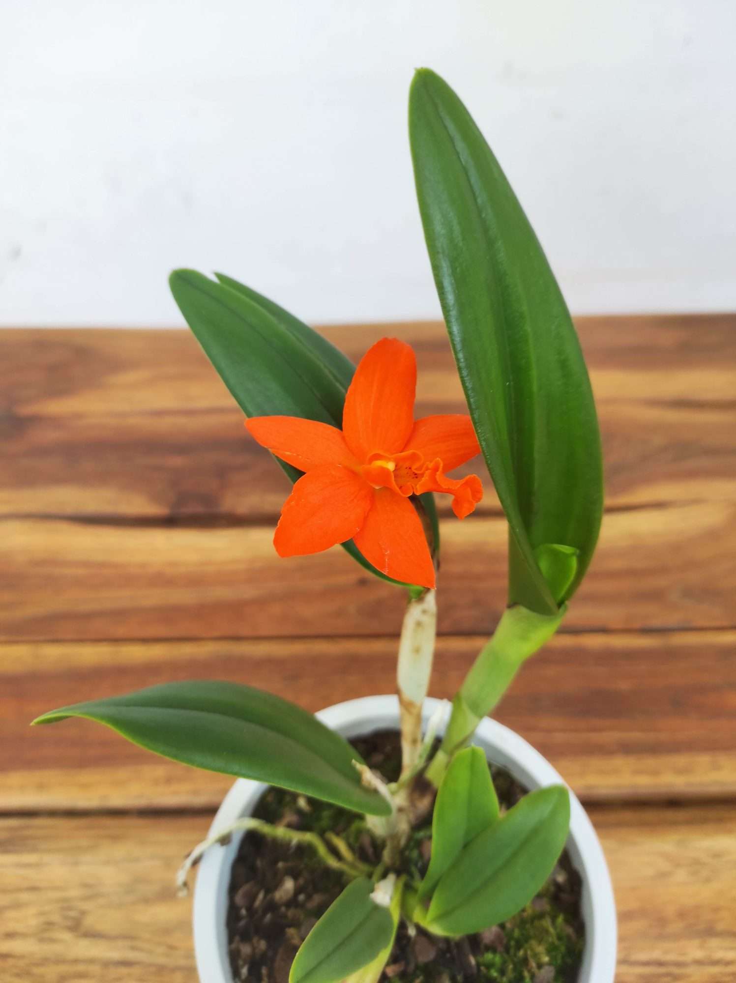 Cattleya V.12
