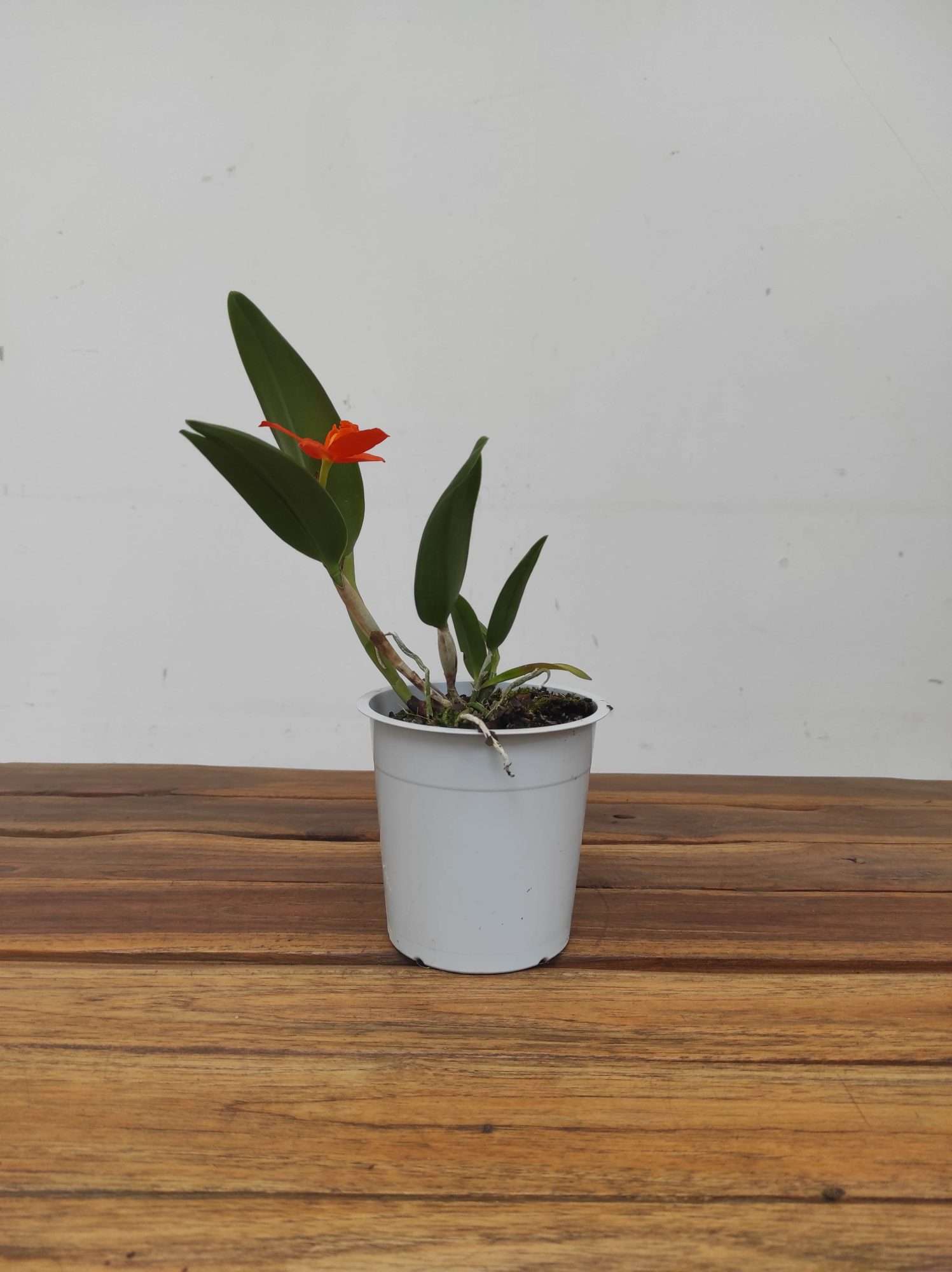 Cattleya V.12 - Image 2