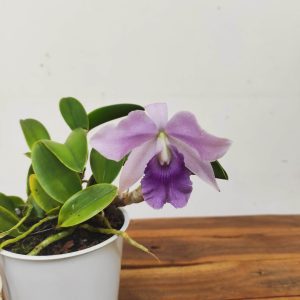 Cattleya V.12
