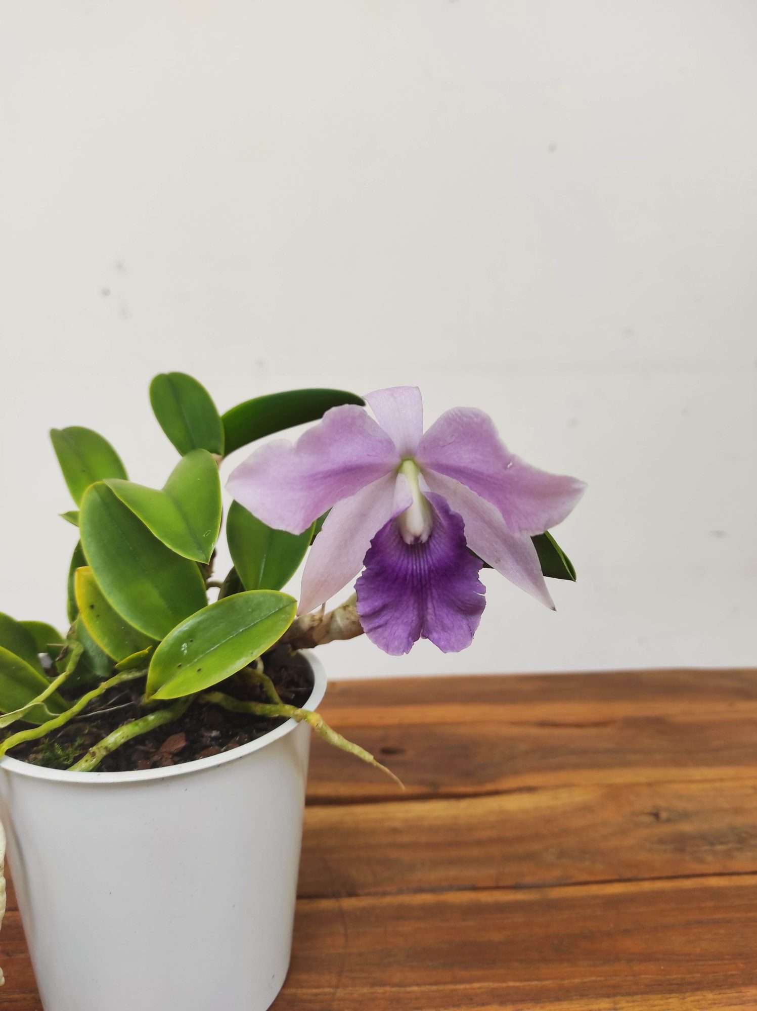 Cattleya V.12