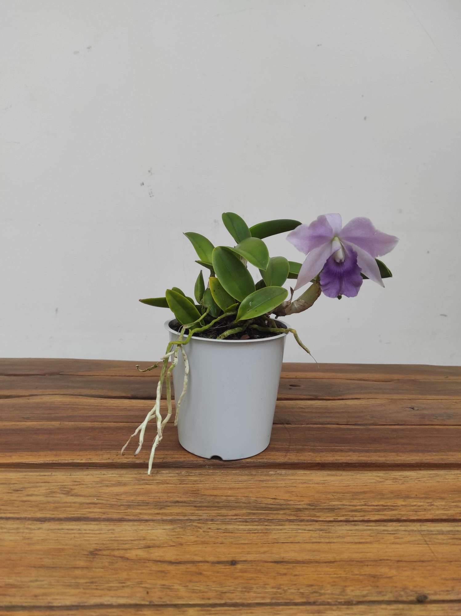 Cattleya V.12 - Image 2