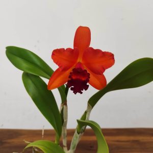 Cattleya V.12
