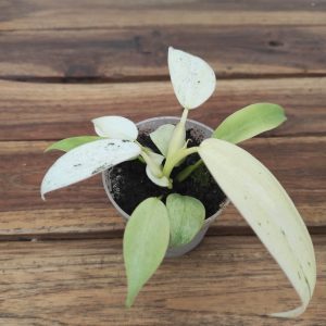 Philodendron Domesticum 'Whipple Way'