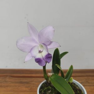 Cattleya V.12