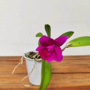Cattleya V.12