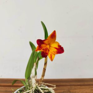 Cattleya V.12