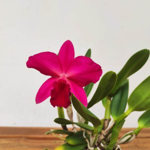Cattleya V.12