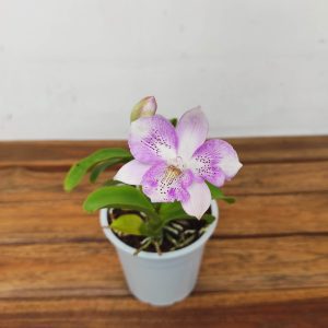 Cattleya V.12