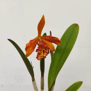 Cattleya V.12