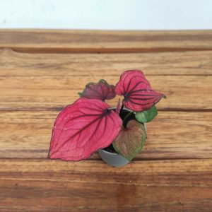 Caladium 'Lucia'
