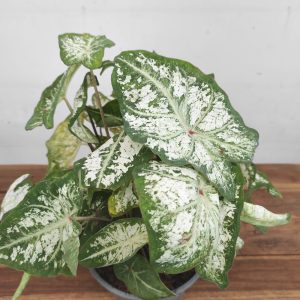 Caladium 'Snow Flurry'