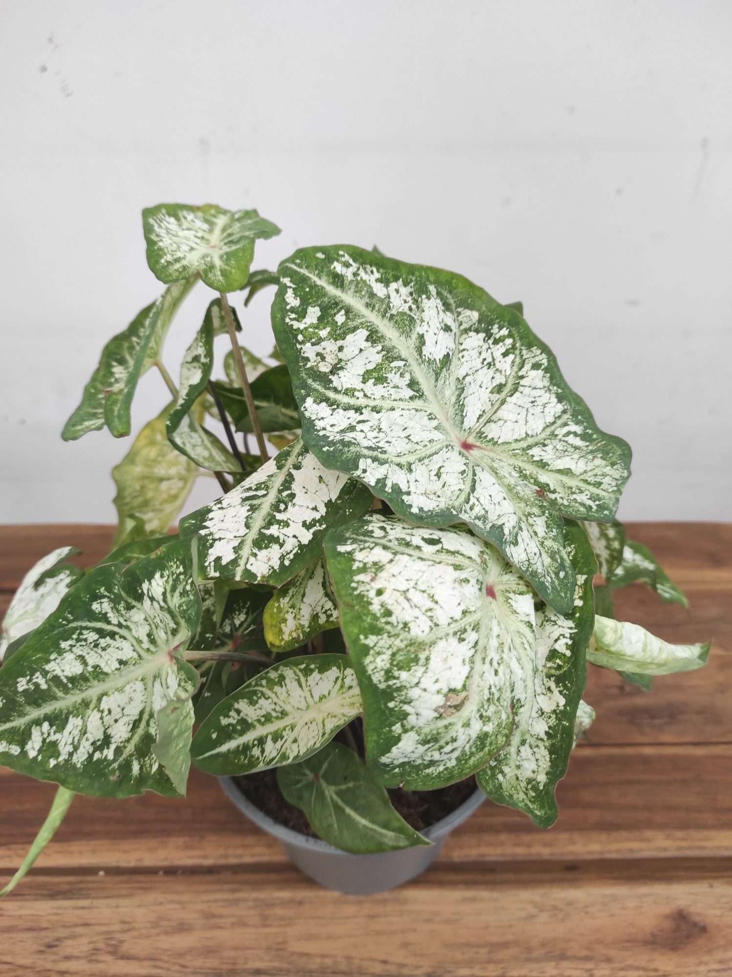 Caladium 'Snow Flurry'