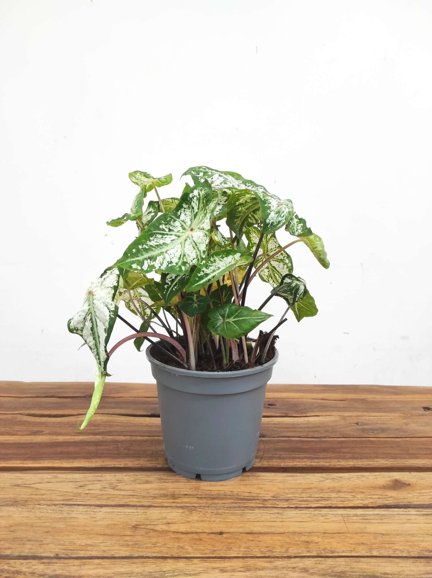 Caladium 'Snow Flurry' - Image 2