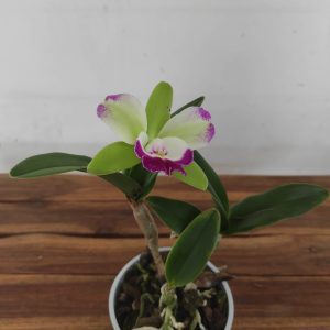 Cattleya V.12