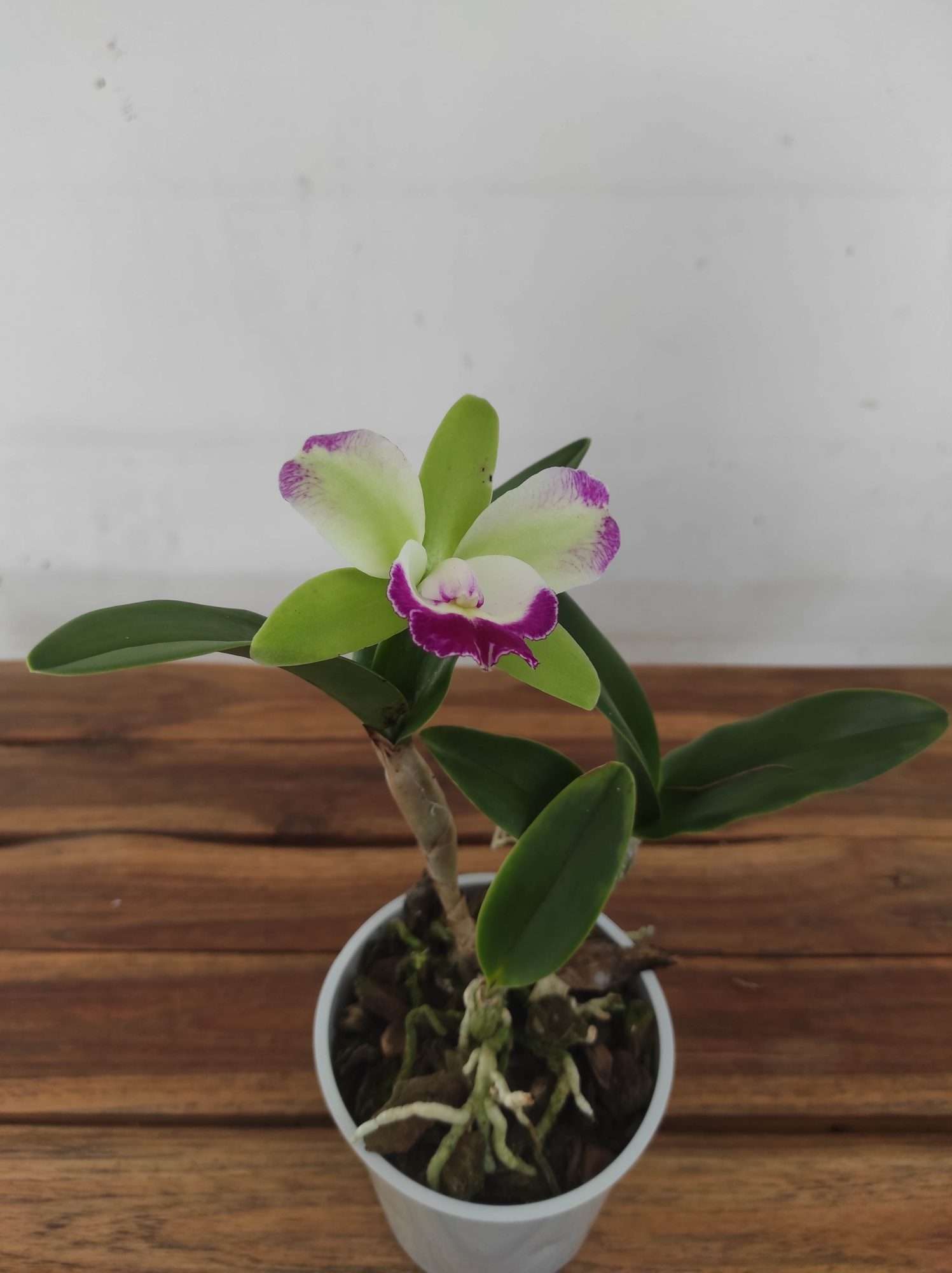 Cattleya V.12