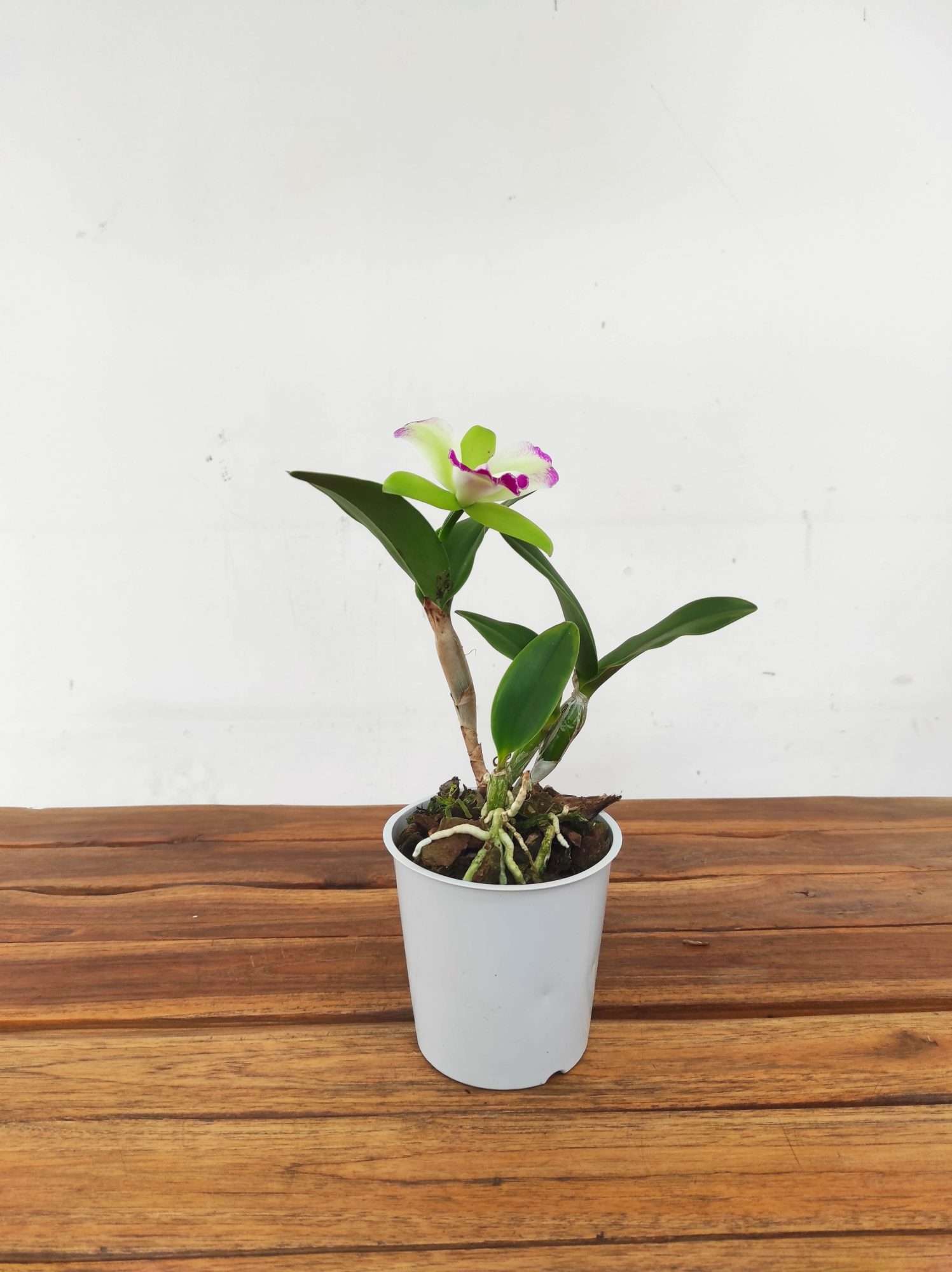 Cattleya V.12 - Image 2