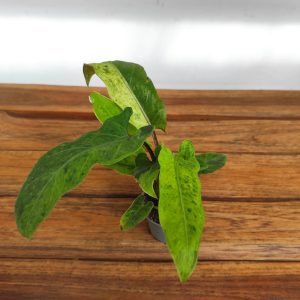 Alocasia Lauterbachiana Variegata