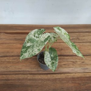 Alocasia Odora Macrorrhizos 'Variegata'