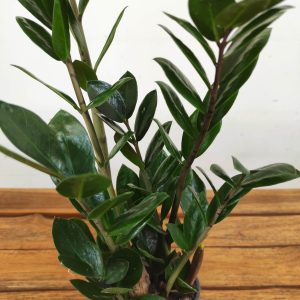 Zamioculcas Zamiifolia 'Lima'