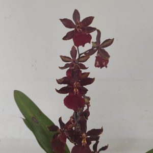 Cambria V.12