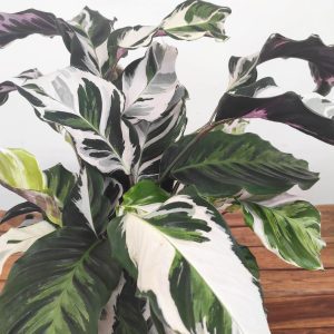 Calathea 'Stella' V.19
