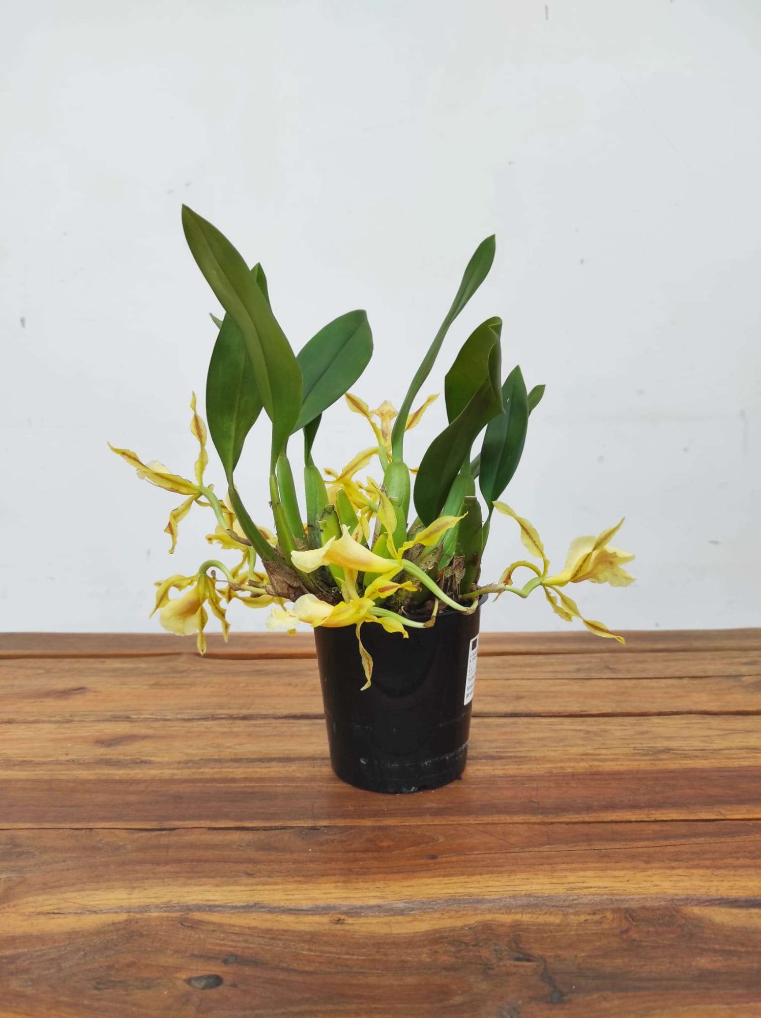 Trichophylla Tortilis - Image 2