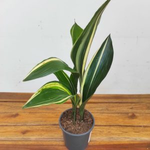 Aspidistra Elatior Varigata