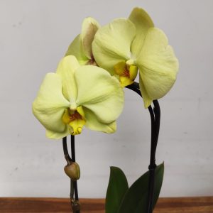 Phalaenopsis Cascade - 1 Haste