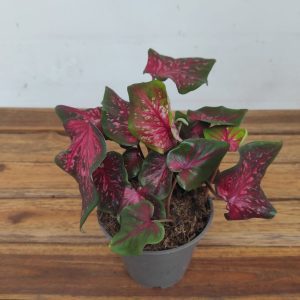 Caladium 'Red Flash'