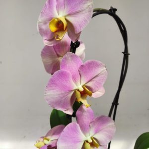 Phalaenopsis Cascade - 1 Haste