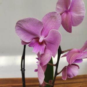 Phalaenopsis Cascade - 1 Haste
