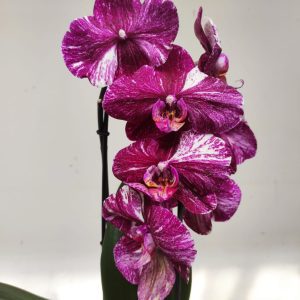 Phalaenopsis Cascade - 1 Haste