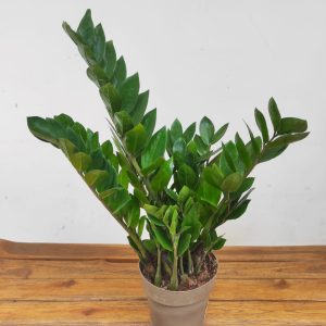 Zamioculcas Zamiifolia V.17