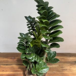 Zamioculcas Zamiifolia V.14